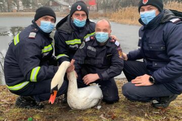 Lebădoiul salvat cu ajutorul ISU a fost botezat Nicolae, iar din primăvară îi va fi adusă și o parteneră