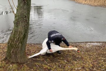Lebăda din parcul de agrement de pe Tătărași, pusă la adăpost pe timpul iernii