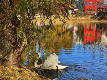 Lebăda din parcul de agrement de pe Tătărași, pusă la adăpost pe timpul iernii