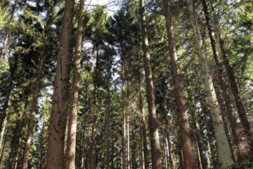 Proiectul SILVANUS urmărește crearea unei platforme de management forestier care să gestioneze prevenirea și suprimarea incendiilor de padure