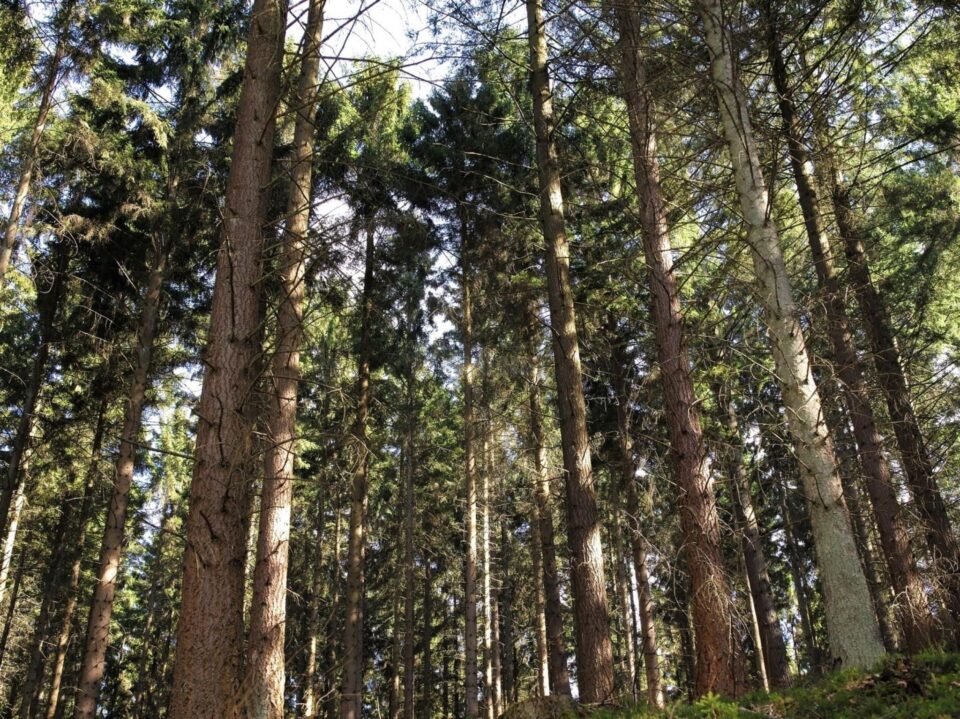 Proiectul SILVANUS urmărește crearea unei platforme de management forestier care să gestioneze prevenirea și suprimarea incendiilor de padure