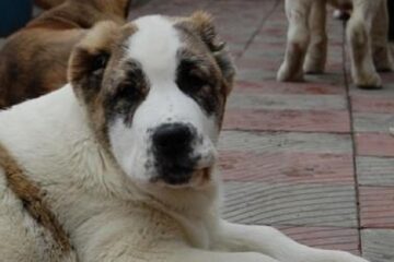 Pui de Ciobănesc de Asia Centrală cu urchile cupate FOTO publi24