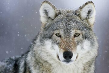Și-a cumpărat un lup pe care îl creștea în loc de câine