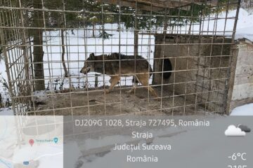 Lupoaica de la Straja și țarcul în care trăia