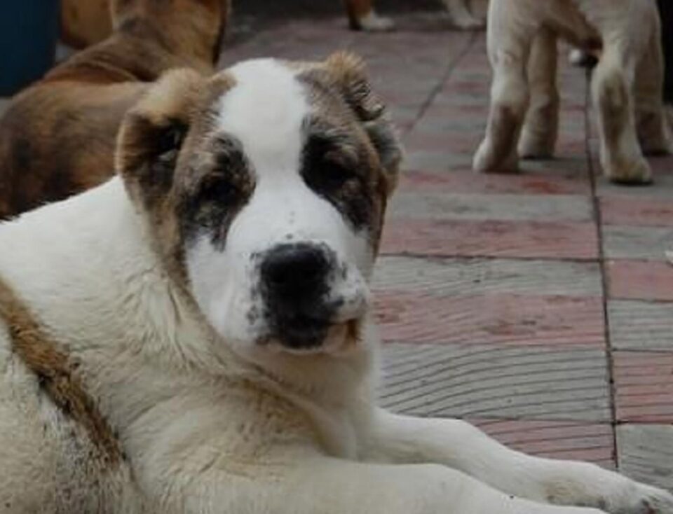 Pui de Ciobanesc de Asia Centrala cu urchile cupate FOTO publi24