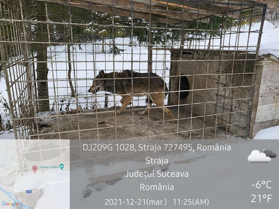 Lupoaica de la Straja și țarcul în care trăia