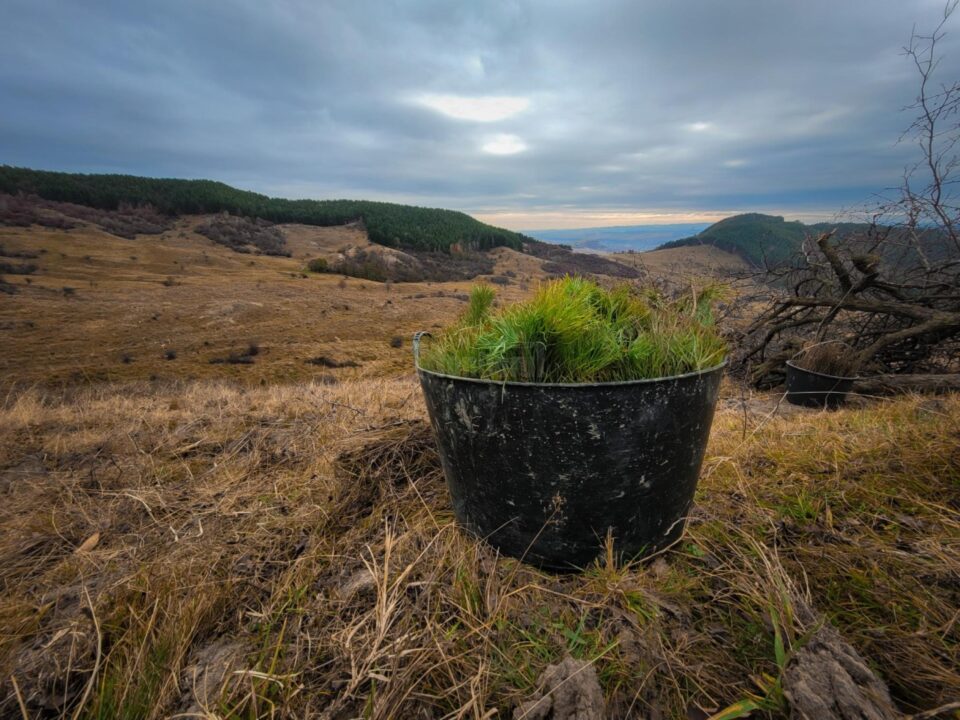 De la lansarea proiectului de împădurire Pădurea de Mâine au fost plantați 797.000 de puieți pe 186 ha de teren din nouă județe ale țării