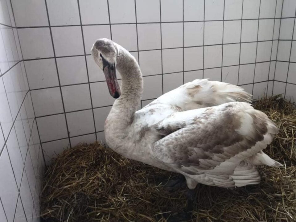 Lebădoiul Rudolf, salvat de pe un câmp unde a fost găsit cu o aripă rănită