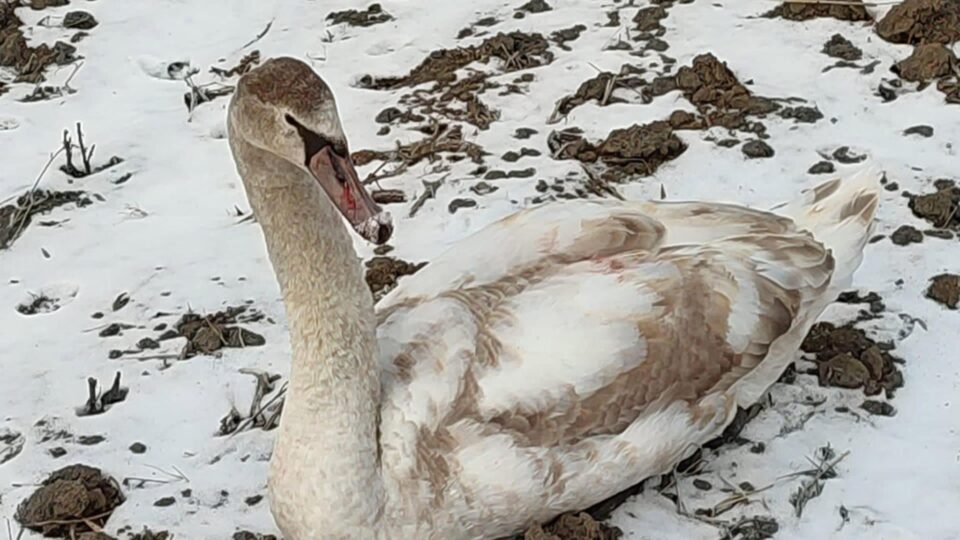 Lebădoiul Rudolf, salvat de pe un câmp unde a fost găsit cu o aripă rănită