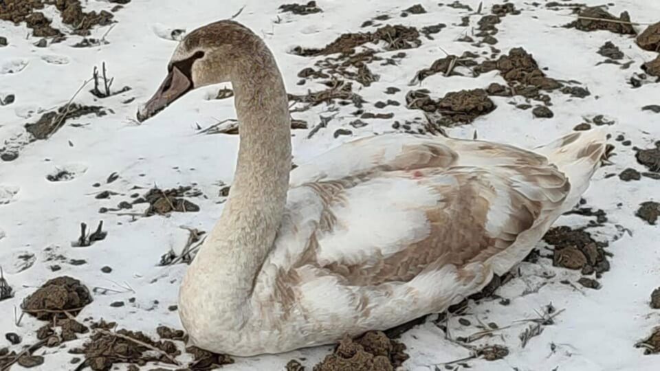 Lebădoiul Rudolf, salvat de pe un câmp unde a fost găsit cu o aripă rănită
