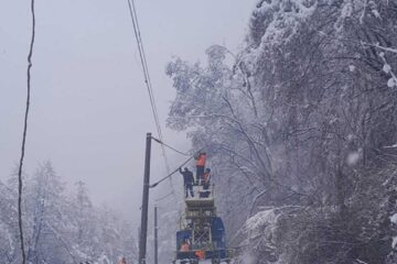 Căderi de copaci pe calea ferată Sursa Club Feroviar
