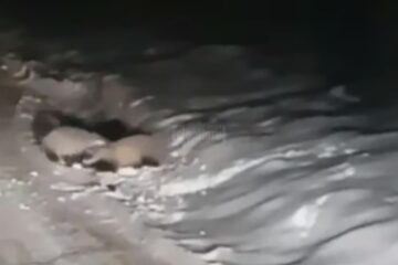 Lupta bursucilor la Râșca