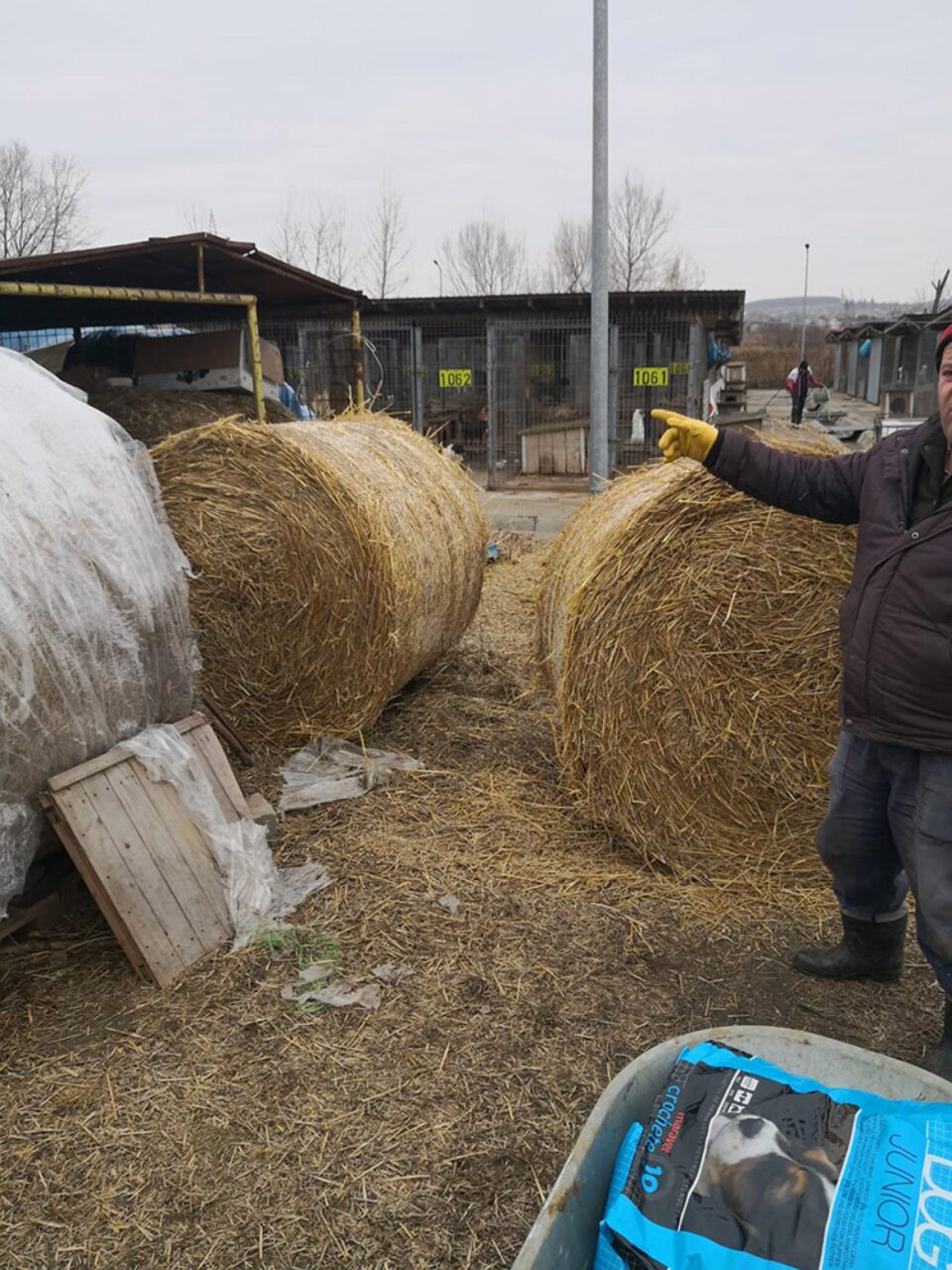 Măsuri speciale contra gerului pentru cele peste 400 de suflete de la adăpostul de animale al Sucevei