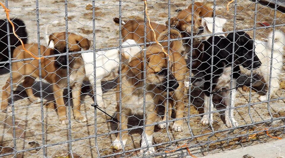 Măsuri speciale contra gerului pentru cele peste 400 de suflete de la adăpostul de animale al Sucevei