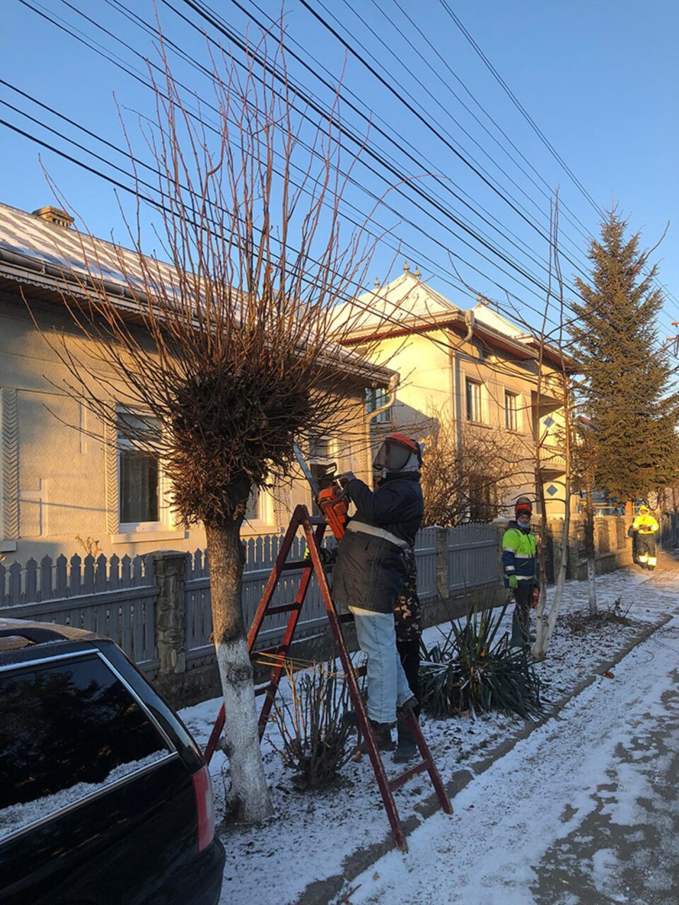 Campanie de cosmetizare a arborilor de pe domeniul public, la Rădăuți
