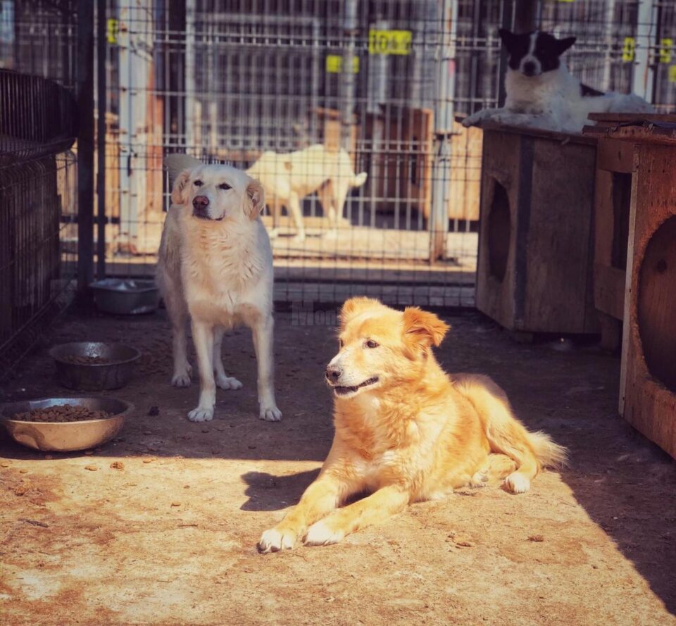 La adăpostul de animale al Sucevei sunt peste 400 de câini fără stăpân, adunați de pe străzi sau aduși direct acolo La adăpostul de animale al Sucevei sunt peste 400 de câini fără stăpân, adunați de pe străzi sau aduși direct acolo