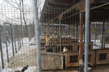 Adăpostul de câini amenajat în lunca Sucevei