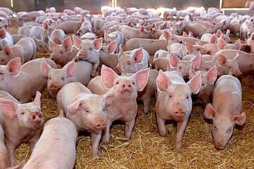 Cea mai mare fermă de porci din Suceava, afectată de carantina impusă din cauza pestei porcine africane Foto agrointel.ro