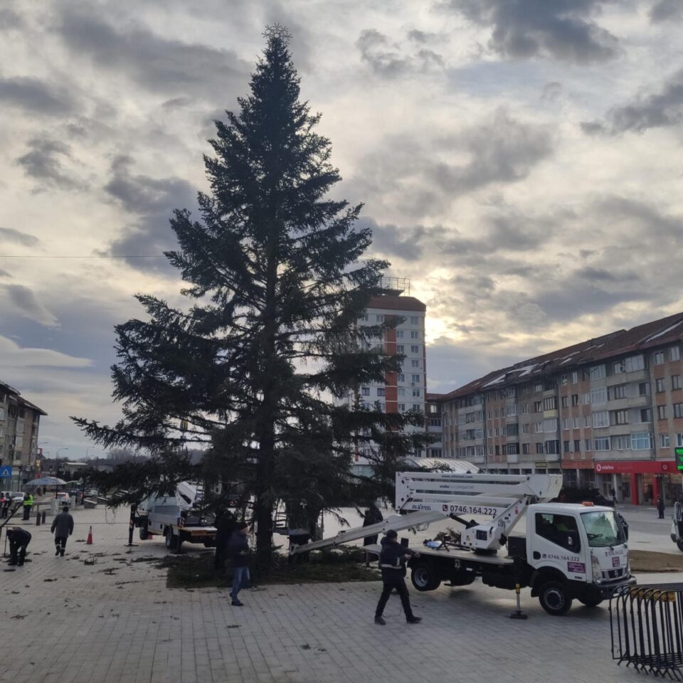 Bradul de Crăciun din centrul Sucevei a fost demontat și va fi folosit la încălzirea serelor cu flori Bradul de Crăciun din centrul Sucevei a fost demontat și va fi folosit la încălzirea serelor cu flori