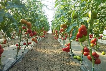 Producție de tomate în solar
