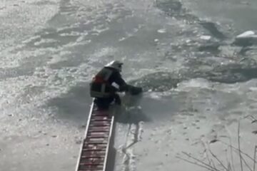 Cățel salvat de pompieri din râul Siret