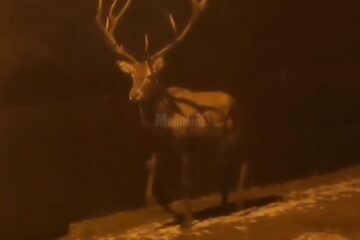 Un cerb rănit caută scăpare hoinărind printre casele din Câmpulung Moldovenesc