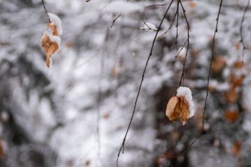 Vreme rece, cu ninsori și vânt, la început de martie