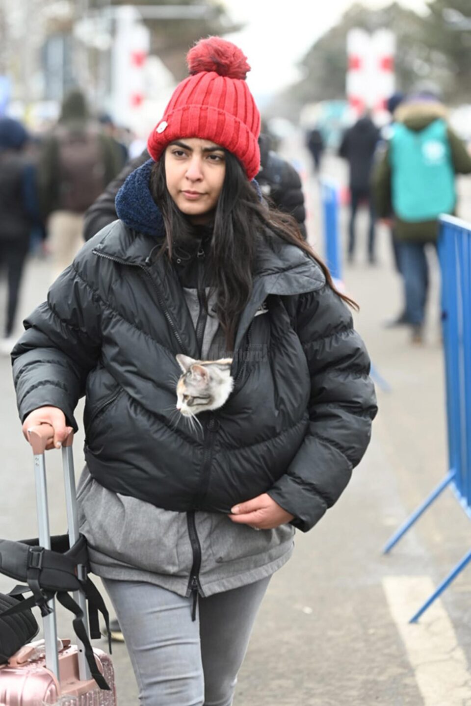 O tânără nu s-a putut despărți de pisica de care s-a atașat, așa încât mica felină a fost adusă cale de câteva sute de kilometri