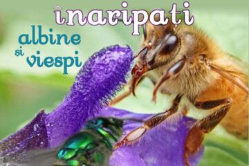 Lecția de muzeu – Polenizatori înaripați – albine și viespi, la Muzeul de Științele Naturii