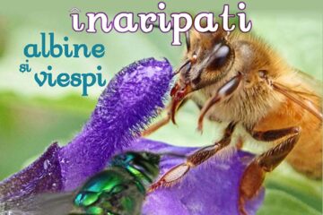 Lecția de muzeu Polenizatori înaripați – albine și viespi, la Muzeul de Științele Naturii