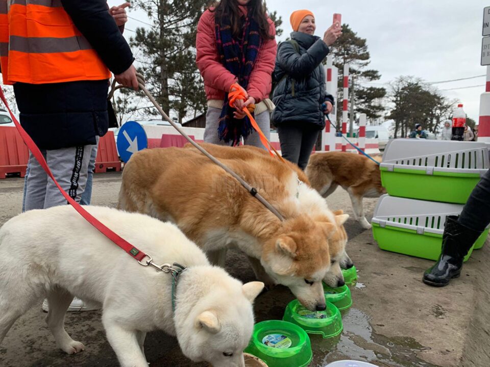 Câini foarte însetați, care au primit apă de la personalul veterinar și de la voluntari