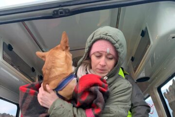 Veterinarii au și ei treabă în Vama Siret – 3.000 de animale de companie au intrat cu refugiații