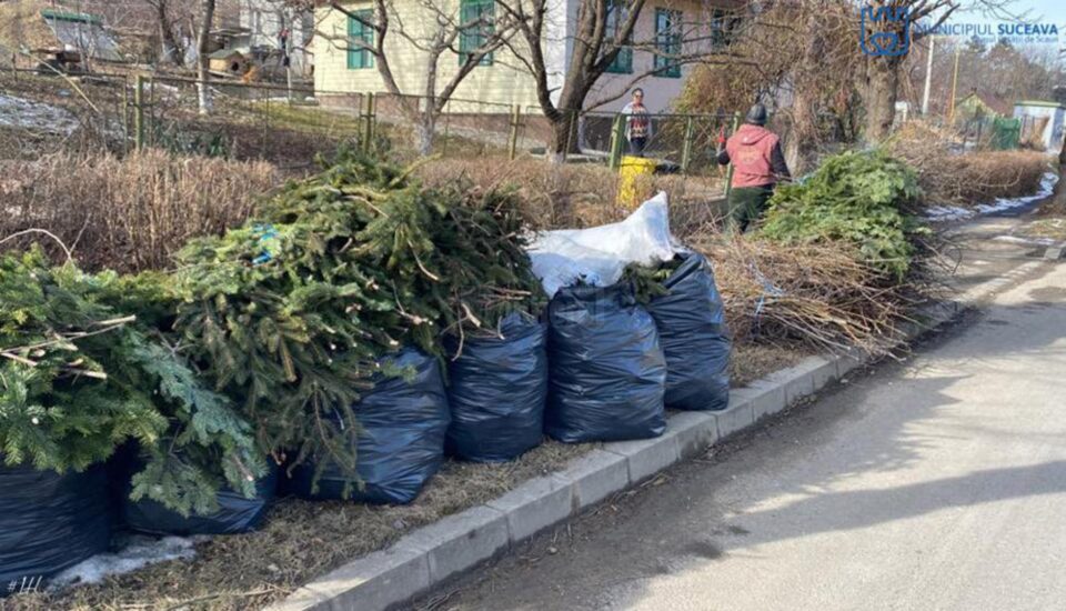 Depozitarea deșeurilor vegetale (frunze, crengi, iarbă) se face în apropierea punctelor de colectare, pe spațiul verde, în zona de acces auto