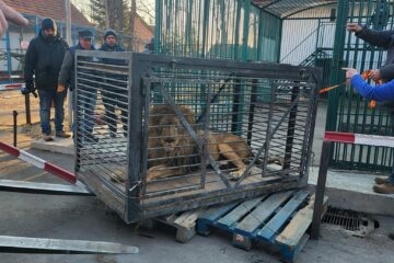 Leul se numește Simba și are 10 ani