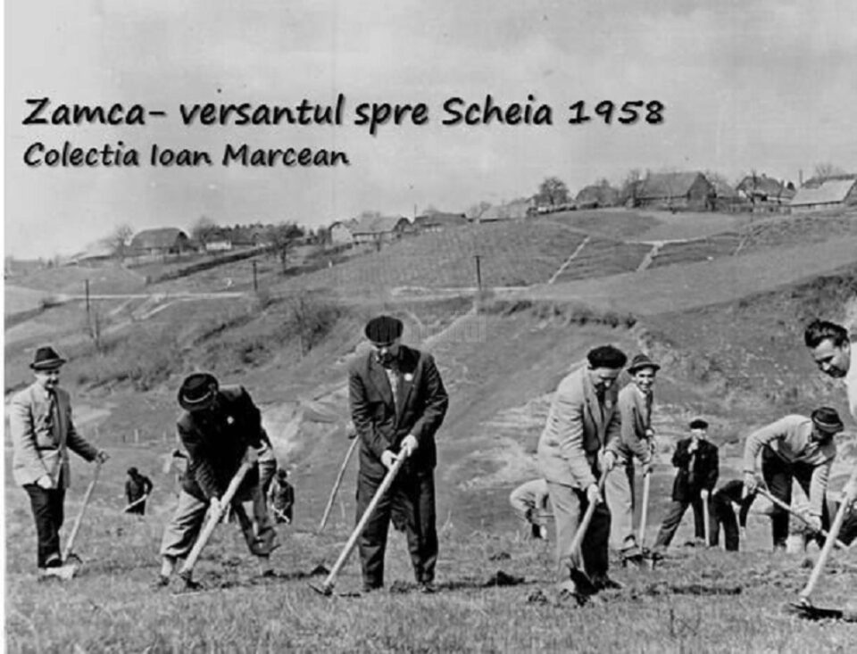 Impadurirea versantului Zamca, înspre Șcheia, în 1958
