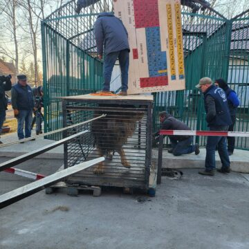 Un leu și o lupoaică de la Grădina Zoologică din Zaporoje, ”refugiați” la zoo Rădăuți