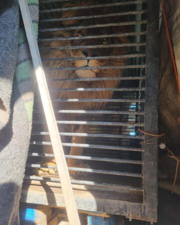 Un leu și o lupoaică de la Grădina Zoologică din Zaporoje, ”refugiați” la zoo Rădăuți