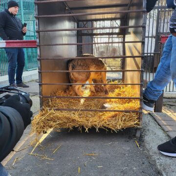 Lupoaica a fost botezată Wally și are 12 ani