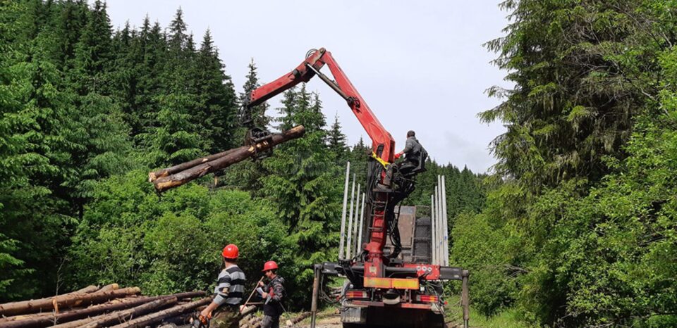 Importante măsuri pentru sectorul forestier, în atenția Guvernului