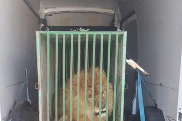 Leul Mir (Pace), un nou oaspete temporar din Ucraina la Zoo Rădăuți