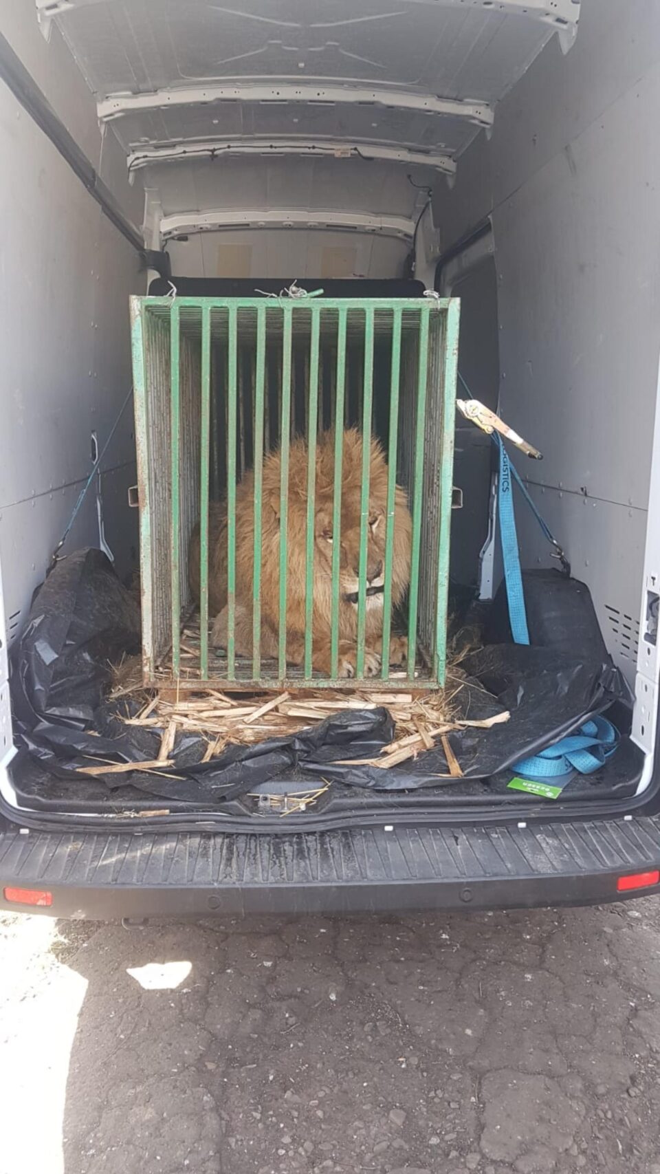 Leul Mir (Pace), un nou oaspete temporar din Ucraina la Zoo Rădăuți