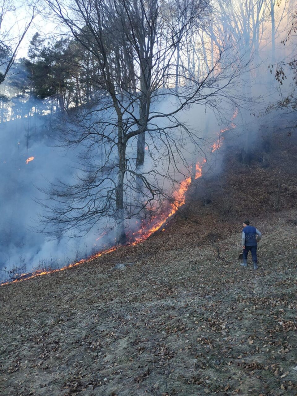 O lizieră de pădure din apropierea râului Siret a luat foc sâmbătă după-amiază