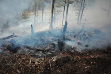 De la începutul anului, în fondul forestier de stat administrat de RNP s-au înregistrat 281 de incendii