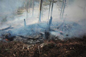 De la începutul anului, în fondul forestier de stat administrat de RNP s-au înregistrat 281 de incendii