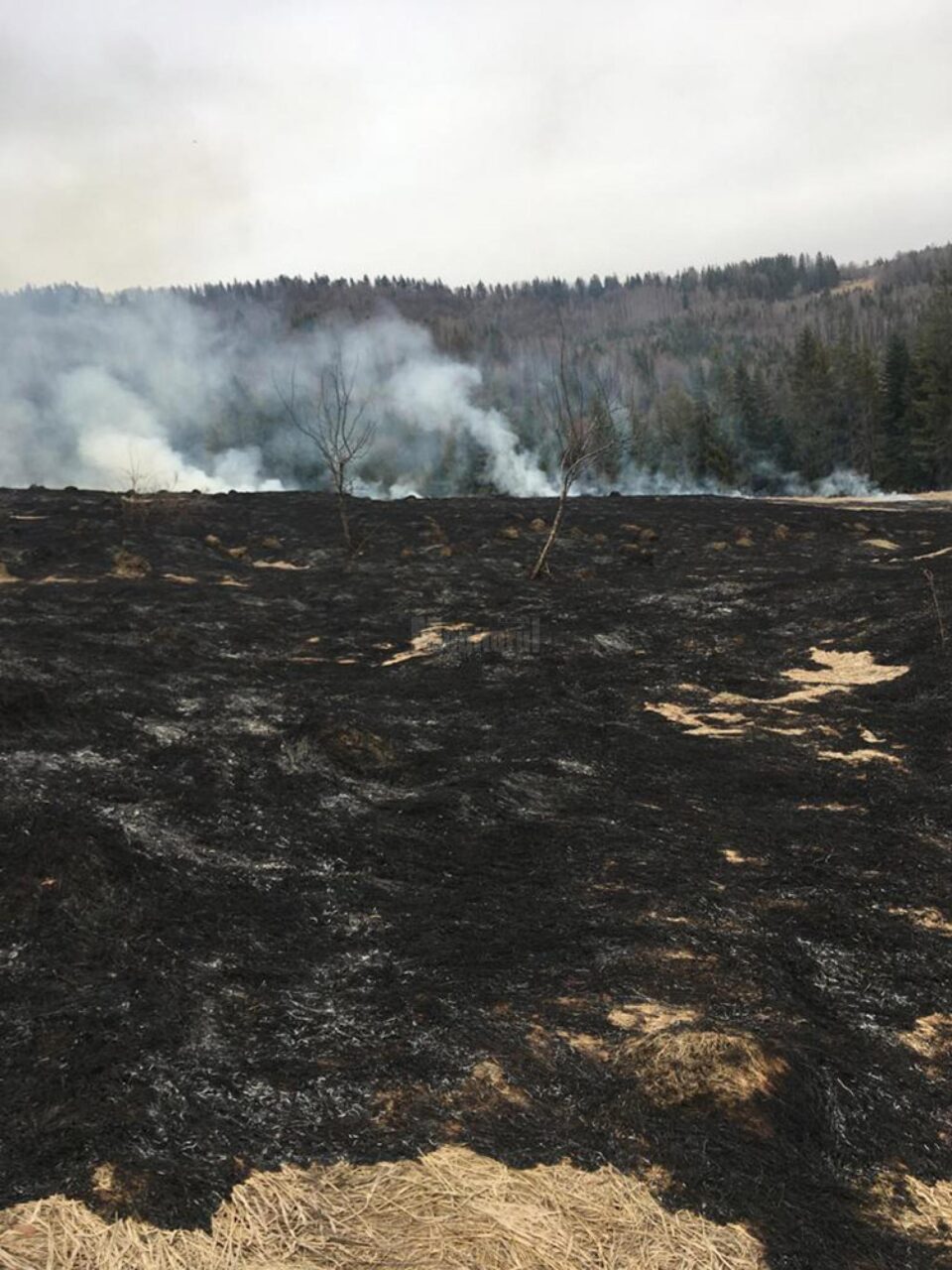 Incendiul de lângă pădure, la Straja