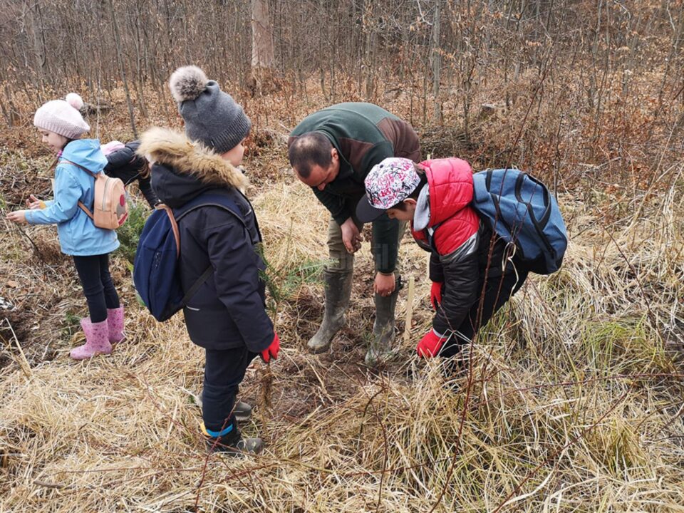 Acțiune de plantare a 3650 de puieți forestieri, cu voluntari, la Ocolul Silvic Marginea
