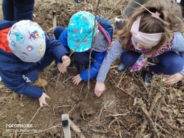 Acțiune de plantare a 3650 de puieți forestieri, cu voluntari, la Ocolul Silvic Marginea
