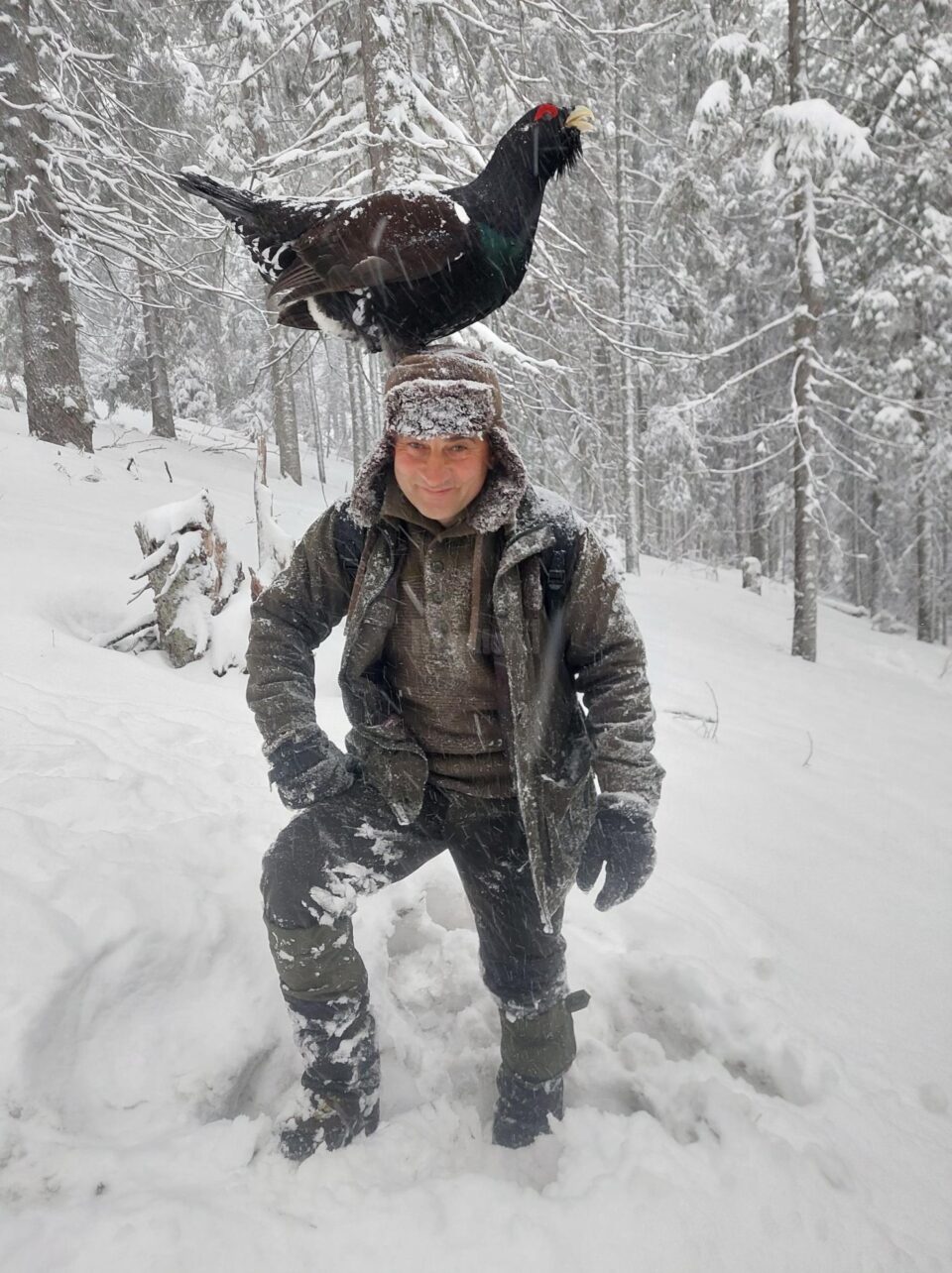„Prietenie” neobișnuită între un cocoș de munte și un fotograf, în munții Bucovinei