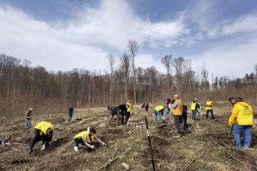 Membrii AUR Suceava au plantat câteva sute de puieți de frasin și paltin în zona Pătrăuti