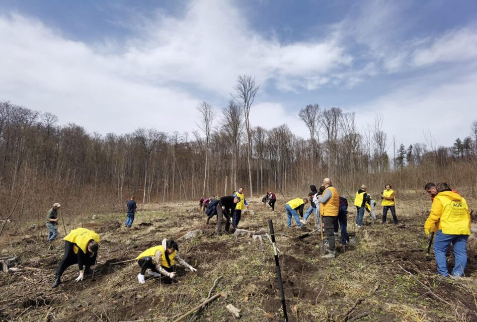 Membrii AUR Suceava au plantat câteva sute de puieți de frasin și paltin în zona Pătrăuti